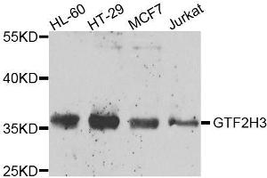 Western blot analysis of extracts of various cell lines, using GTF2H3 antibody. (GTF2H3 Antikörper  (AA 1-308))