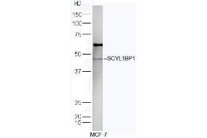 Human MCF-7 lysates probed with Rabbit Anti-SCYL1BP1 Polyclonal Antibody, Unconjugated (ABIN719306) at 1:300 overnight at 4˚C. (GORAB Antikörper  (AA 201-300))