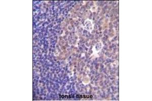 PIK3R5 Antibody (C-term) (ABIN655491 and ABIN2845011) immunohistochemistry analysis in formalin fixed and paraffin embedded human tonsil tissue followed by peroxidase conjugation of the secondary antibody and DAB staining.