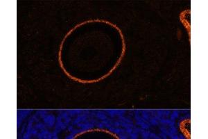 Immunofluorescence analysis of Rat oophoroma cells using ZP3 Polyclonal Antibody at dilution of 1:100. (Zona Pellucida Glycoprotein 3 Antikörper)
