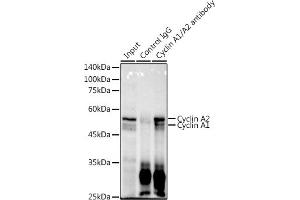 Immunoprecipitation analysis of 600 μg extracts of Mouse thymus using 3 μg Cyclin / antibody (635). (Cyclin A1/A2 Antikörper)