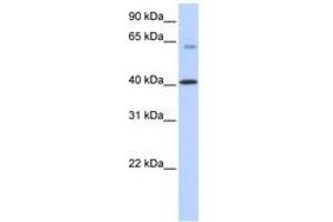 Image no. 1 for anti-Transmembrane Protein 195 (TMEM195) (N-Term) antibody (ABIN6740877) (TMEM195 Antikörper  (N-Term))