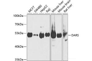 Western blot analysis of extracts of various cell lines using DARS Polyclonal Antibody at dilution of 1:1000. (DARS Antikörper)
