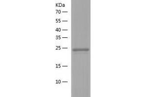 Western Blotting (WB) image for three Prime Repair Exonuclease 2 (Trex2) (AA 1-236) protein (His tag) (ABIN7125374) (TREX2 Protein (AA 1-236) (His tag))