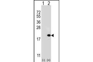 Western blot analysis of UBE2V1 (arrow) using rabbit polyclonal UBE2V1 Antibody  (ABIN388931 and ABIN2837878). (UBE2V1 Antikörper  (C-Term))