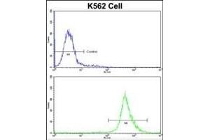 Flow cytometric analysis of K562 cells using BAG1 Antibody (C-term)(bottom histogram) compared to a negative control cell (top histogram)FITC-conjugated goat-anti-rabbit secondary antibodies were used for the analysis. (BAG1 Antikörper  (C-Term))
