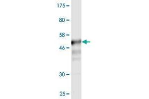 Western Blot detection against Immunogen (52. (CD58 Antikörper  (AA 1-240))