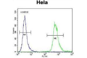 WDR3 Antibody (N-term) flow cytometric analysis of Hela cells (right histogram) compared to a negative control cell (left histogram). (WDR3 Antikörper  (N-Term))