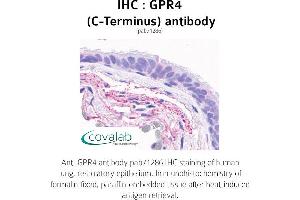Image no. 1 for anti-G Protein-Coupled Receptor 4 (GPR4) (C-Term) antibody (ABIN1735086) (GPR4 Antikörper  (C-Term))