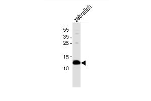 Western blot analysis of lysate from zebrafish tissue, using (DANRE) ba1 Antibody (N-term) (ABIN6242129 and ABIN6577722).