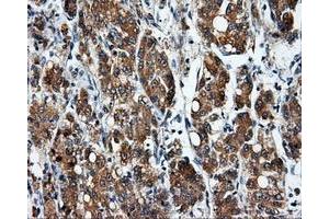 Image no. 7 for anti-Nucleotide Exchange Factor SIL1 (SIL1) antibody (ABIN1496810) (SIL1 Antikörper)