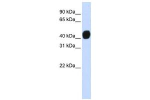 Western Blotting (WB) image for anti-Transforming Growth Factor beta 1 Induced Transcript 1 (TGFB1I1) antibody (ABIN2458370) (TGFB1I1 Antikörper)