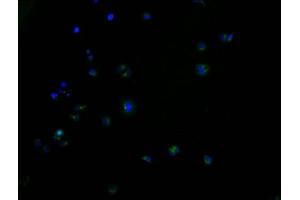 Immunofluorescence staining of HepG2 cells with ABIN7164309 at 1:100, counter-stained with DAPI. (Neuregulin 4 Antikörper  (AA 1-115))