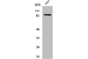 Western Blot analysis of COS7 cells using SENP5 Polyclonal Antibody (SENP5 Antikörper  (C-Term))