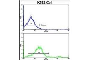 Flow cytometric analysis of K562 cells using LPIN2 Antibody (Center)(bottom histogram) compared to a negative control cell (top histogram).
