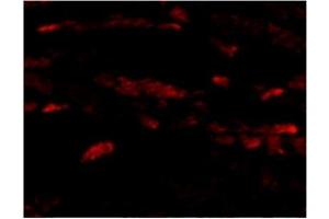 Immunofluorescence of Neuritin in Mouse Heart cells with Neuritin antibody at 20 μg/ml. (NRN1 Antikörper  (Center))