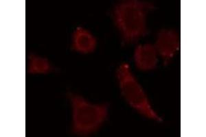 ABIN6278643 staining RAW264. (GTF3C4 Antikörper  (Internal Region))
