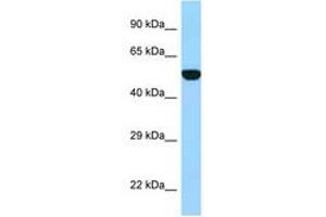 Image no. 1 for anti-Folylpolyglutamate Synthase (FPGS) (AA 265-314) antibody (ABIN6748112) (FPGS Antikörper  (AA 265-314))