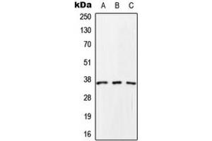 Western blot analysis of SCAMP1 expression in HeLa (A), Raw264.