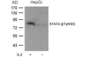 Image no. 2 for anti-Signal Transducer and Activator of Transcription 4 (STAT4) (pTyr693) antibody (ABIN196695) (STAT4 Antikörper  (pTyr693))