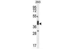 CUZD1 Antibody (C-term) western blot analysis in 293 cell line lysates (35µg/lane). (CUZD1 Antikörper  (C-Term))