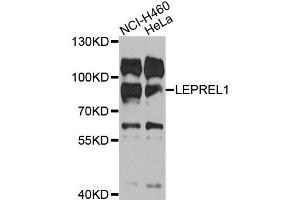 Western blot analysis of extracts of various cells, using LEPREL1 antibody. (LEPREL1 Antikörper)