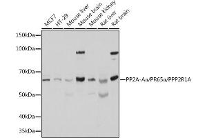 Western blot analysis of extracts of various cell lines, using PP2A-Aalpha/PR65α/PP2A-Aα/PR65α/PPP2R1A Polyclonal Antibody (ABIN6132506, ABIN6146081, ABIN6146082 and ABIN6221483) at 1:500 dilution. (PPP2R1A Antikörper  (AA 1-270))
