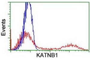 HEK293T cells transfected with either RC201852 overexpress plasmid (Red) or empty vector control plasmid (Blue) were immunostained by anti-KATNB1 antibody (ABIN2455204), and then analyzed by flow cytometry. (KATNB1 Antikörper)