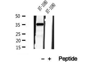 Western blot analysis of extracts of HT-1080 cells, using PYCR1 antibody. (PYCR1 Antikörper  (Internal Region))