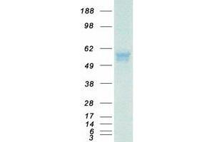 Validation with Western Blot (ERO1LB Protein (Myc-DYKDDDDK Tag))