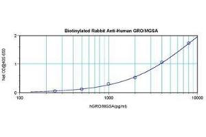 Image no. 2 for anti-Chemokine (C-X-C Motif) Ligand 1 (Melanoma Growth Stimulating Activity, Alpha) (CXCL1) antibody (Biotin) (ABIN464979) (CXCL1 Antikörper  (Biotin))