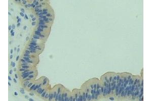 Immunohistochemistry (IHC) image for anti-3-Hydroxy-3-Methylglutaryl-CoA Synthase 1 (Soluble) (HMGCS1) (AA 1-238) antibody (ABIN7443428)