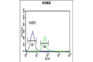 Flow cytometric analysis of K562 cells (right histogram) compared to a negative control cell (left histogram). (PLA2G4B Antikörper  (AA 396-424))