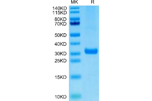 BTN3A2 Protein (AA 30-248) (His-Avi Tag,Biotin)