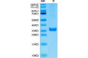 Biotinylated Human BTN3A2 on Tris-Bis PAGE under reduced condition. (BTN3A2 Protein (AA 30-248) (His-Avi Tag,Biotin))