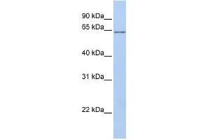 ANGPTL2 antibody used at 1 ug/ml to detect target protein. (ANGPTL2 Antikörper  (N-Term))