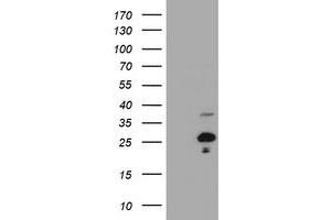 Image no. 1 for anti-Hairy and Enhancer of Split 6 (HES6) antibody (ABIN1498640) (HES6 Antikörper)