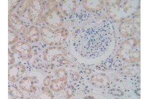 IHC-P analysis of Human Kidney Tissue, with DAB staining. (PCOLCE2 Antikörper  (AA 297-415))