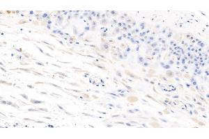 Detection of IL7 in Human Placenta Tissue using Monoclonal Antibody to Interleukin 7 (IL7) (IL-7 Antikörper  (AA 26-177))