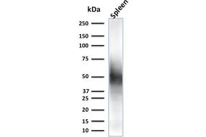 Western Blot Analysis of spleen tissue lysate using CD63 Mouse Monoclonal Antibody (LAMP3/2790) (CD63 Antikörper  (AA 100-197))