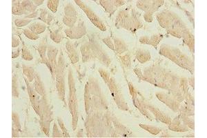 Immunohistochemistry of paraffin-embedded human heart tissue using ABIN7157736 at dilution of 1:100 (KLF9 Antikörper  (AA 1-150))