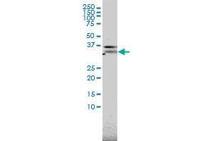 PILRA monoclonal antibody (M01), clone 3C2 Western Blot analysis of PILRA expression in Hela S3 NE .