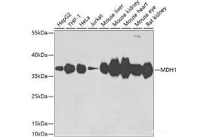Western blot analysis of extracts of various cell lines using MDH1 Polyclonal Antibody at dilution of 1:3000. (MDH1 Antikörper)