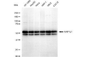 Western blotting analysis using NAP1L1 antibody (ABIN7799683). (Rekombinanter NAP1L1 Antikörper)