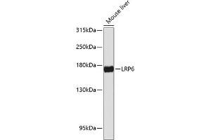 Western blot analysis of extracts of mouse liver, using LRP6 antibody (ABIN6130526, ABIN6143329, ABIN6143333 and ABIN6217275) at 1:1000 dilution. (LRP6 Antikörper  (AA 20-150))