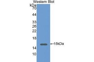 Western Blotting (WB) image for anti-Syndecan 4 (SDC4) (AA 23-149) antibody (ABIN1078555) (SDC4 Antikörper  (AA 23-149))
