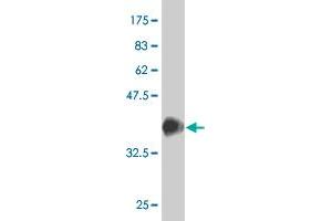 Western Blot detection against Immunogen (37. (SRF Antikörper  (AA 406-508))