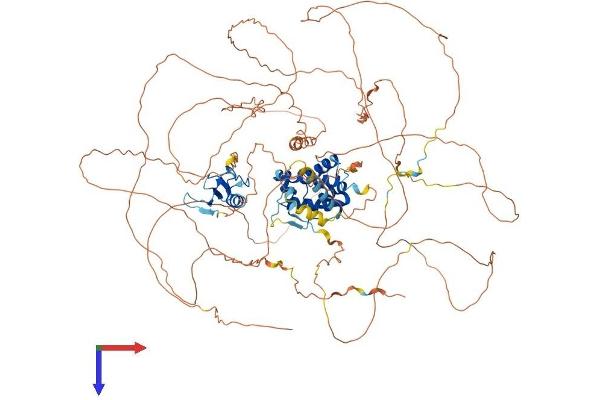 TOPORS Protein (AA 1-1033) (His tag)