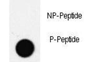Dot blot analysis of phospho-PDX1 antibody. (PDX1 Antikörper  (pThr11))