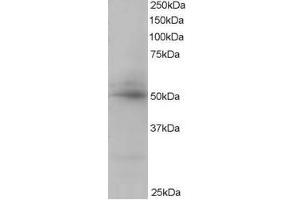 Image no. 1 for anti-CAMP Responsive Element Binding Protein 3-Like 4 (CREB3L4) (C-Term) antibody (ABIN374193) (CREB3L4 Antikörper  (C-Term))